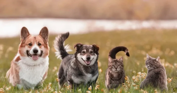 cremazione-animali-collettiva