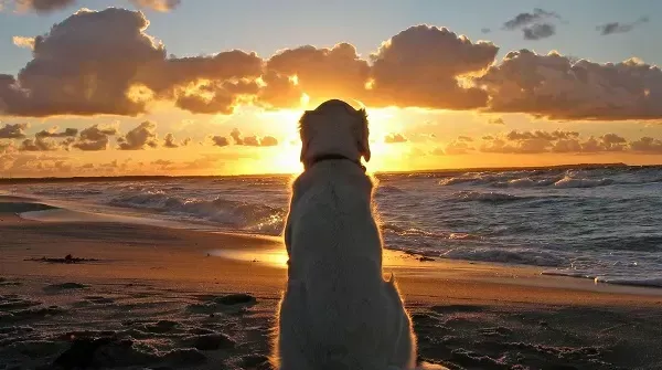 cremazione-individuale-animali