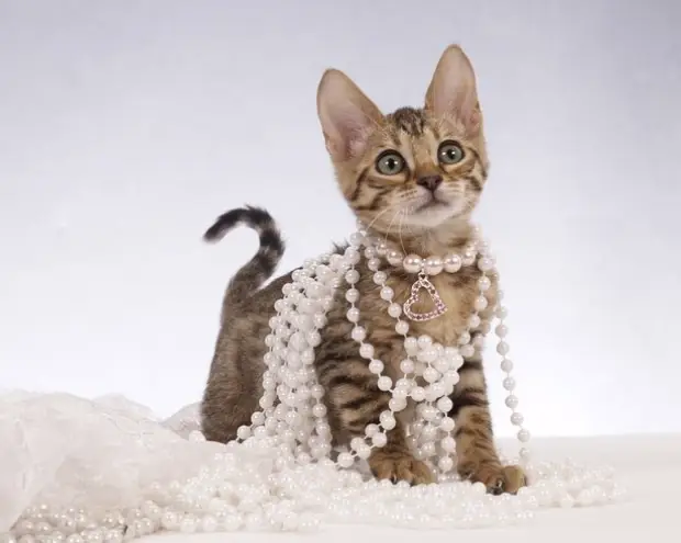 gioielli-per-animali