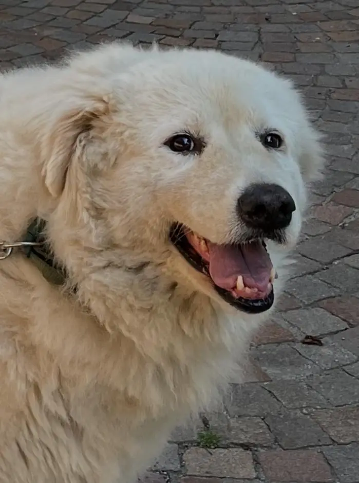 cremazione-animali-brebbia-ippolita