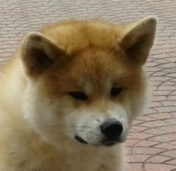 cremazione-animali-brebbia-kinryu