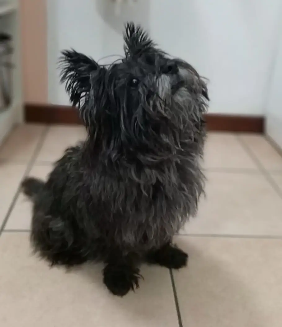 cremazione-animali-brebbia-terry