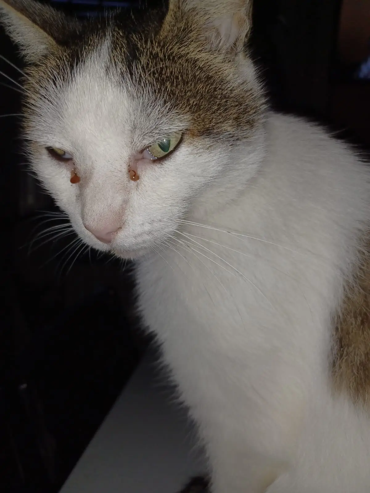 cremazione-animali-varese-DODO