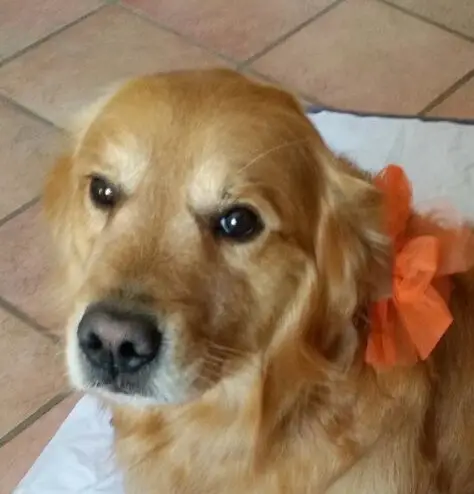 cremazione-cani-varese-BILLY