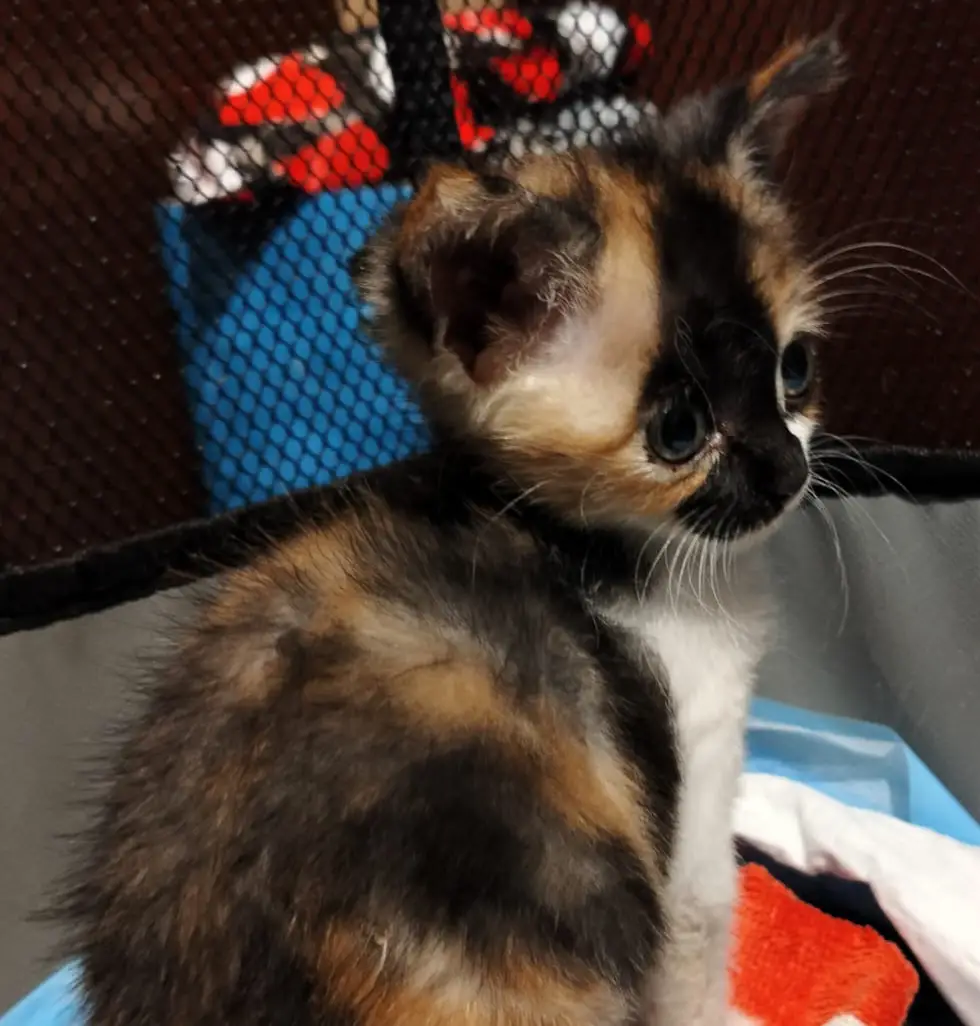 cremazione-gatti-brebbia-nespola