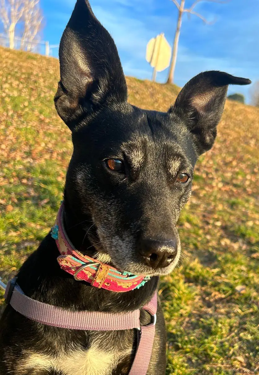 cremazioni-cani-brebbia-sally