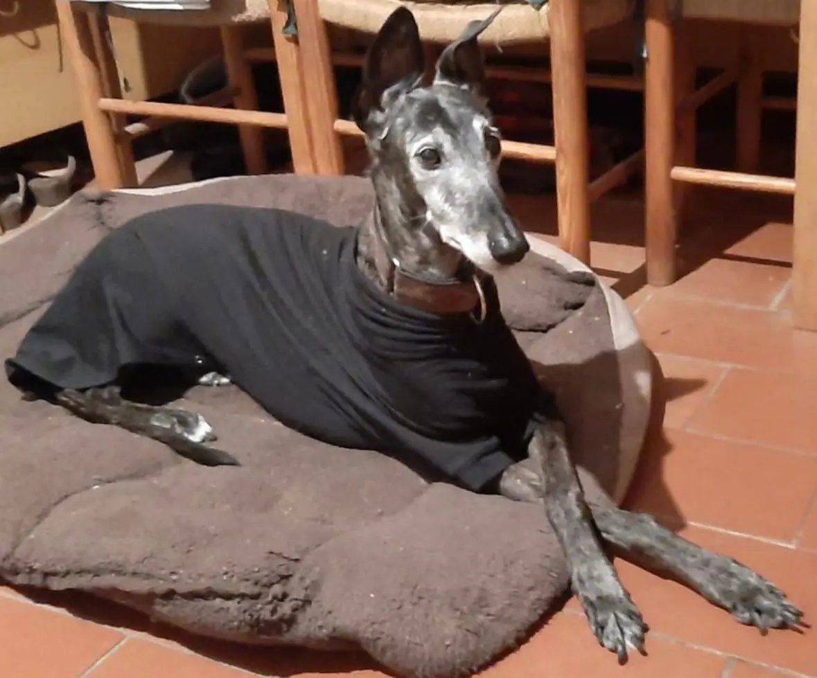 cremazione-cani-varese-AFRICA