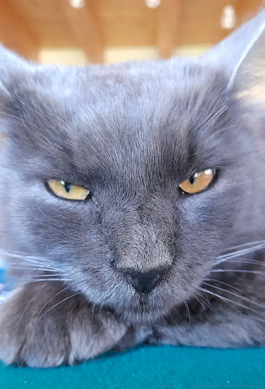 cremazione-gatti-varese-KEVIN