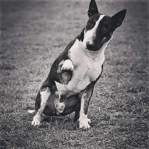 cremazione-animali-varese-GIGI