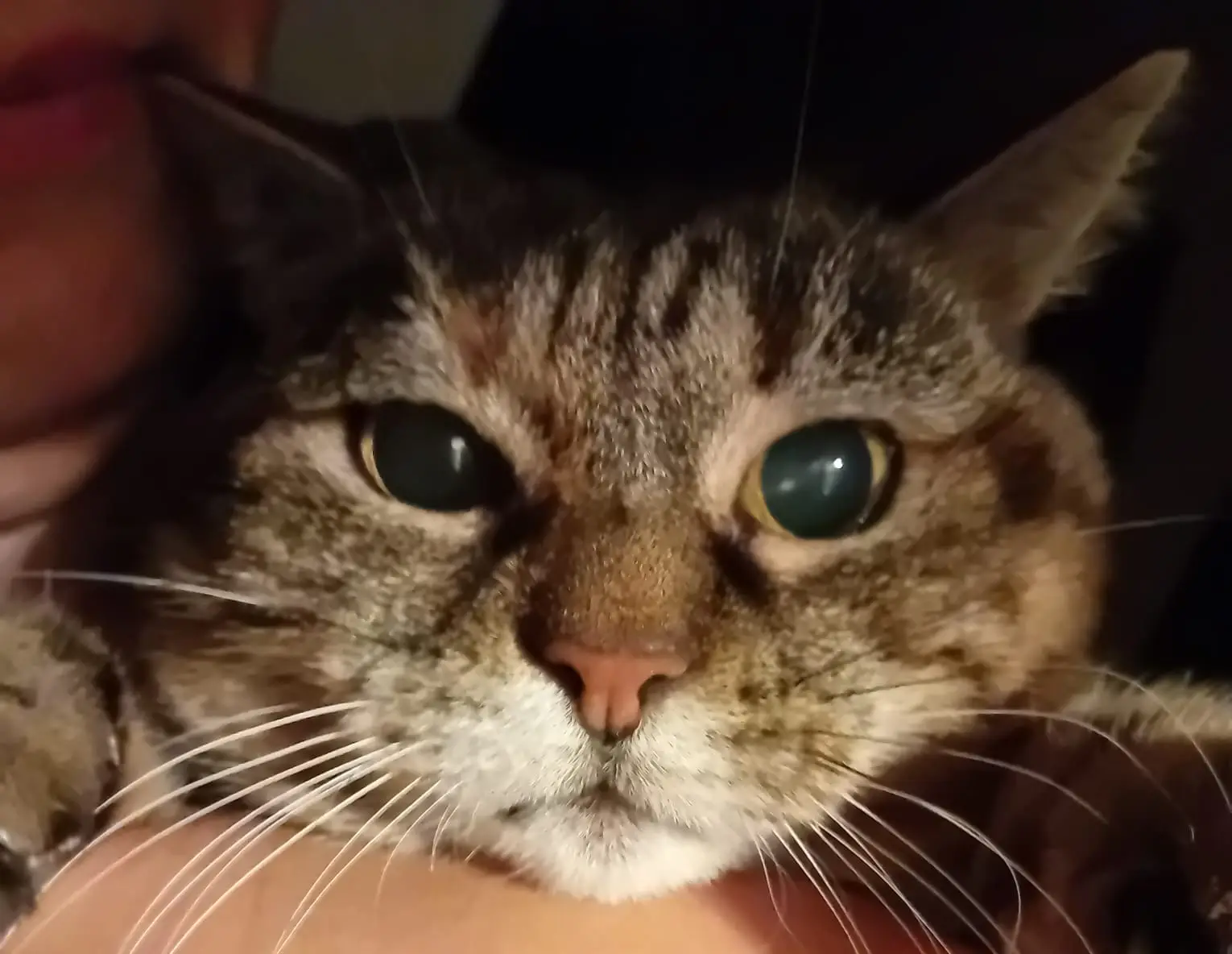 cremazione-gatti-luino-Bubu