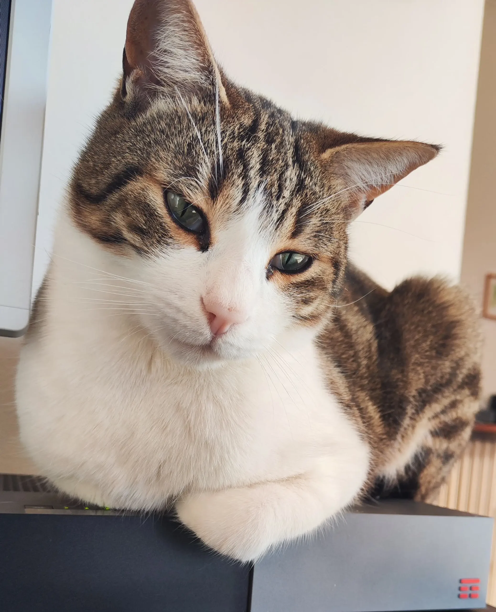 cremazione-gatti-luino-DIEGO