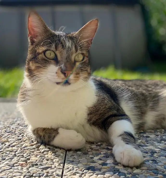 cremazione-gatti-varese-BLU