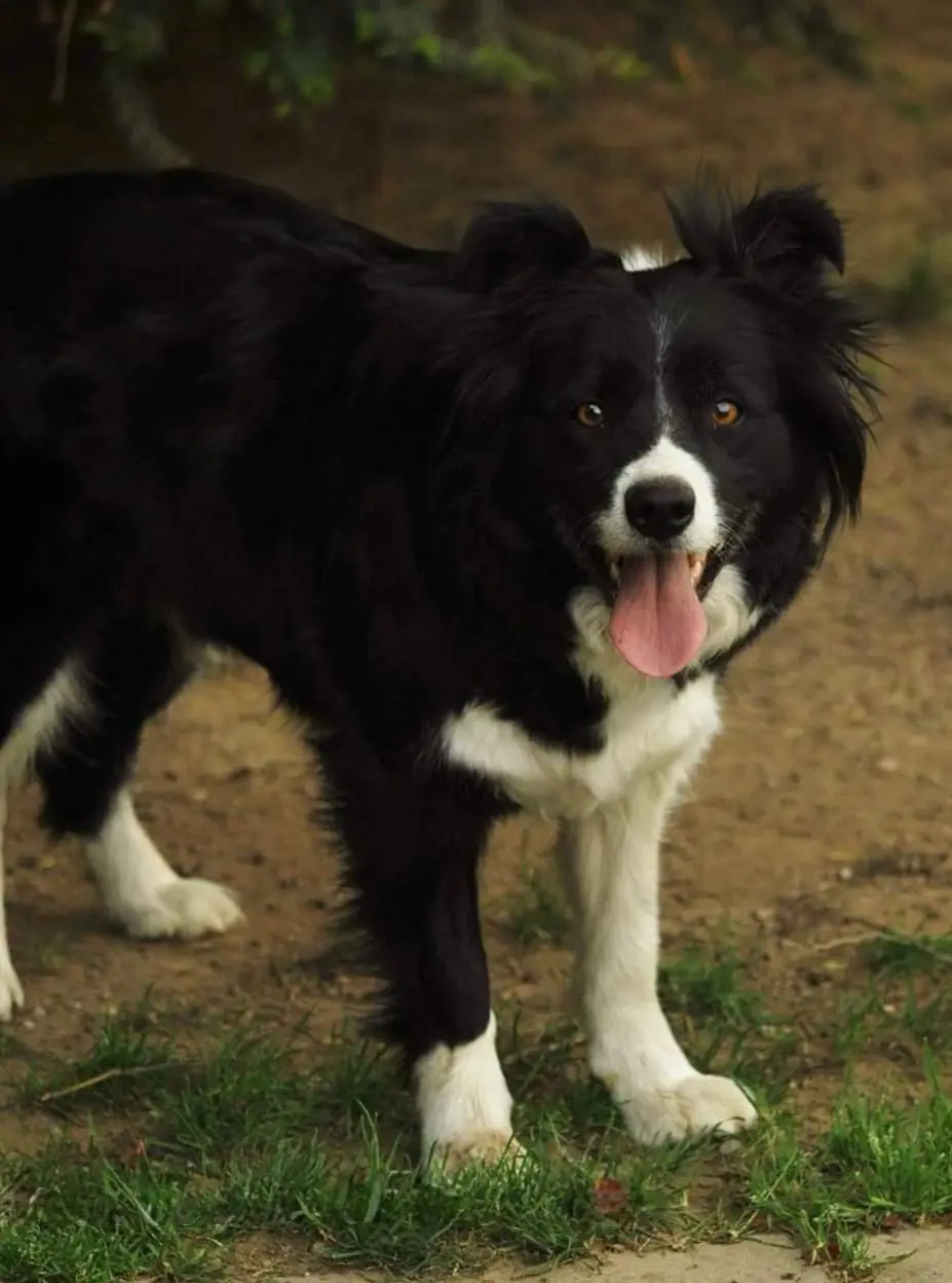cremazione-cani-luino-lilly