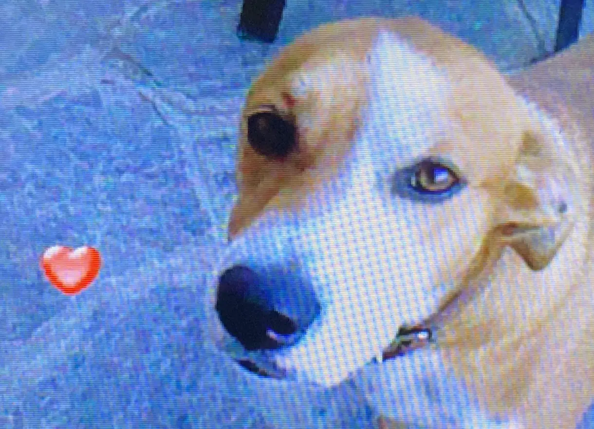 cremazione-cani-luino-pepita (1)