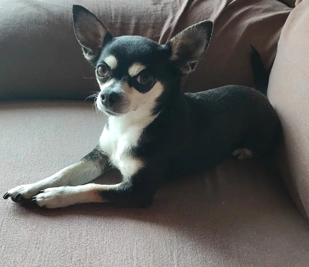 cremazione-cani-luino-pepita