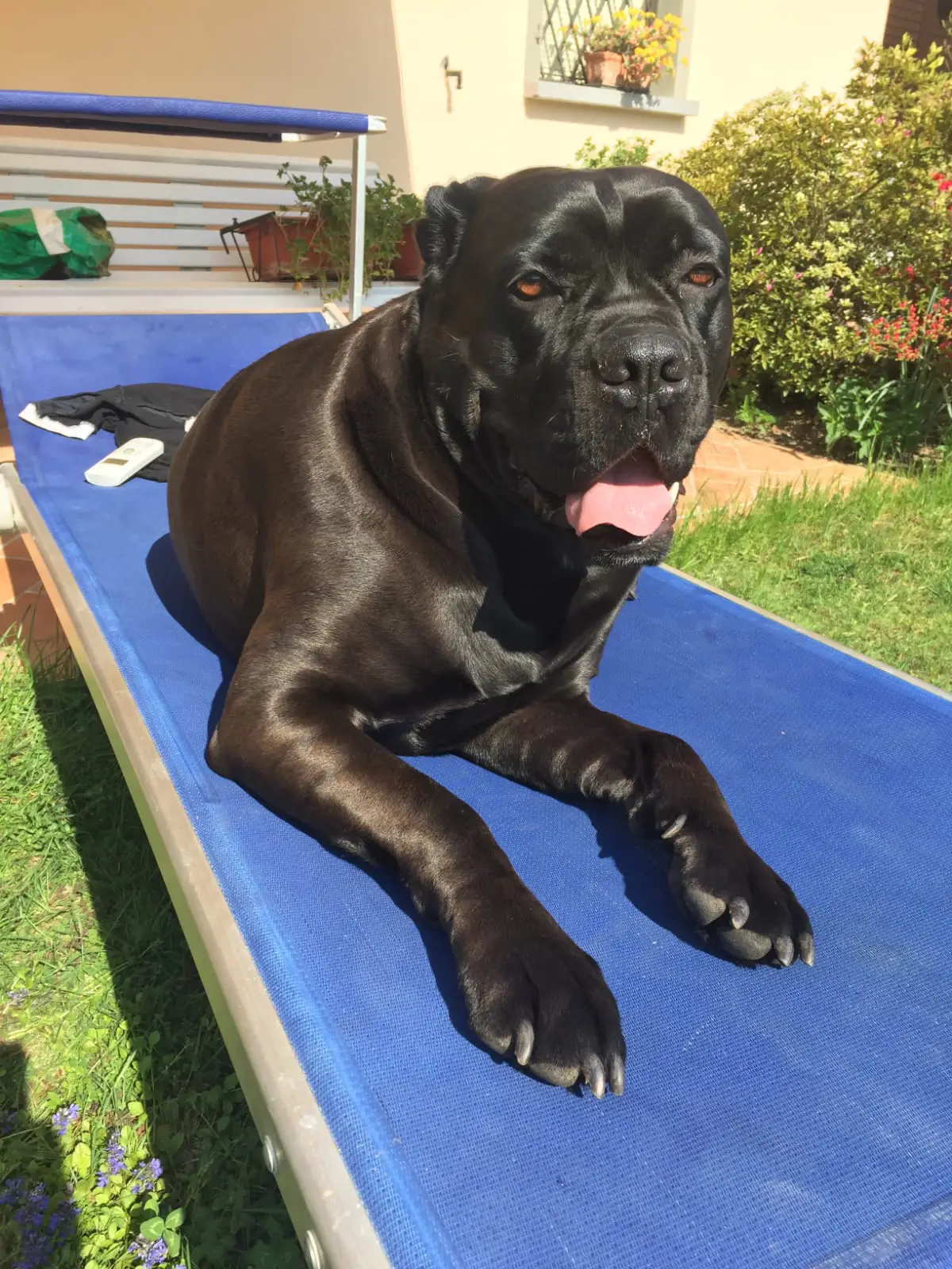 cremazione-cani-varese-LEO