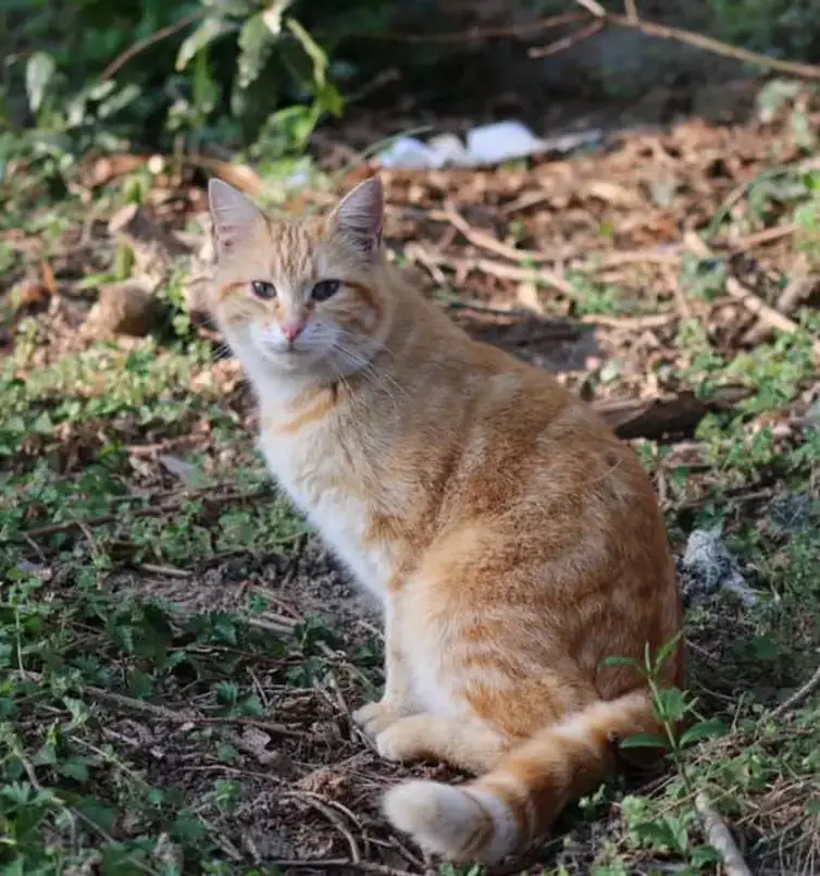 cremazione-gatti-luino-ROSSELLO
