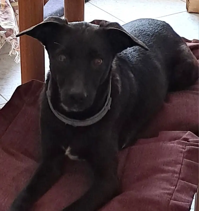 cremazione-animali-varese-BETTINA