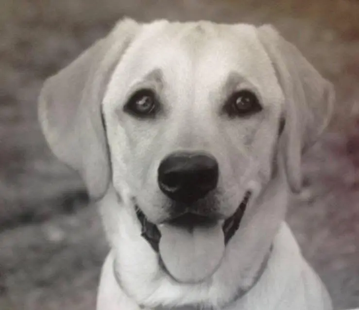 cremazione-animali-varese-CELIA