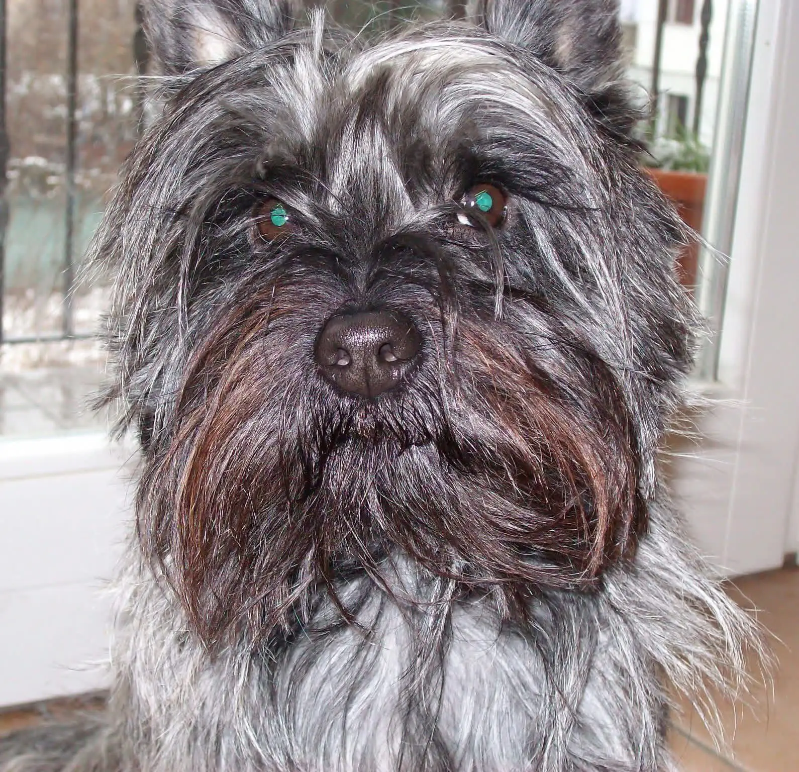 cremazione-animali-varese-TOM