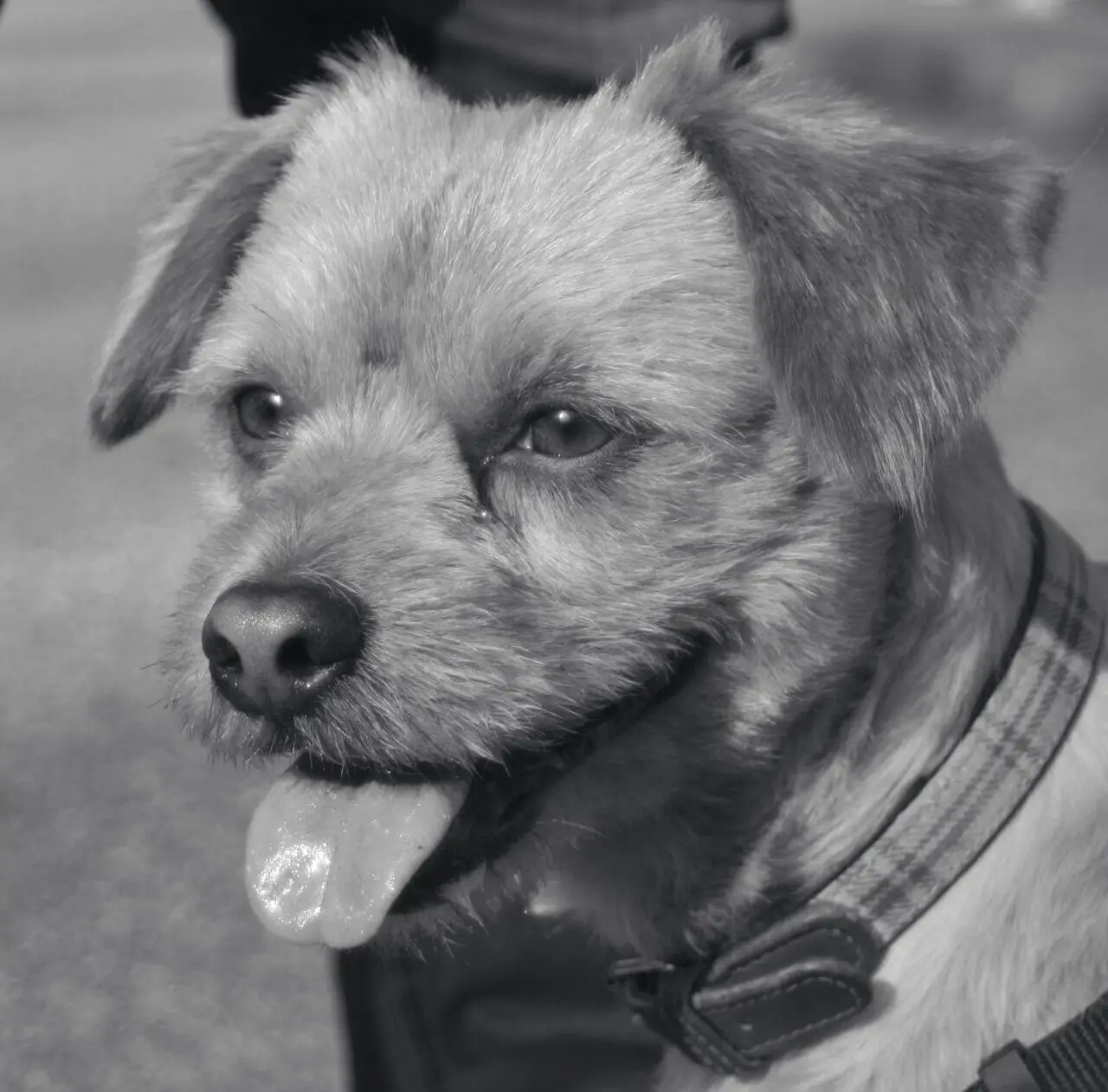 cremazione-cani-luino-AZUL