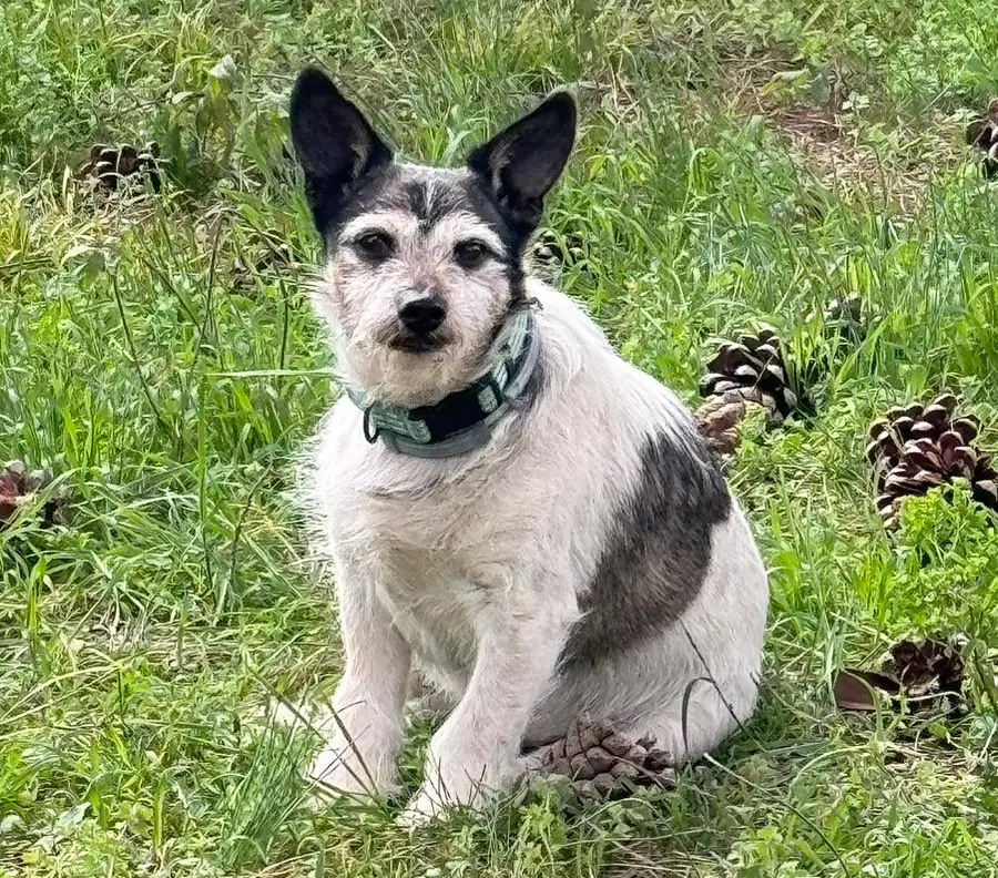 cremazione-cani-luino-MARLEY