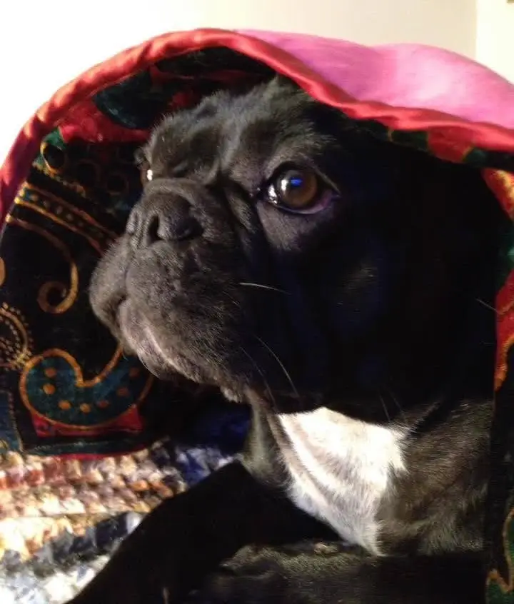 cremazione-cani-luino-WENDY