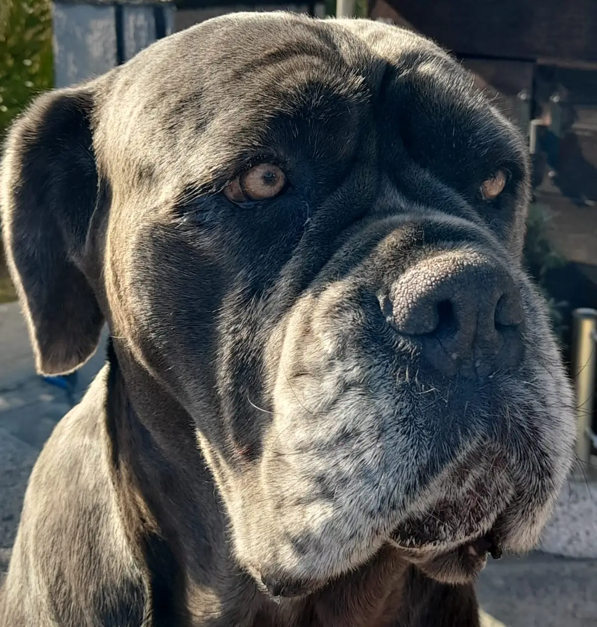 cremazione-cani-varese-BAGHERA