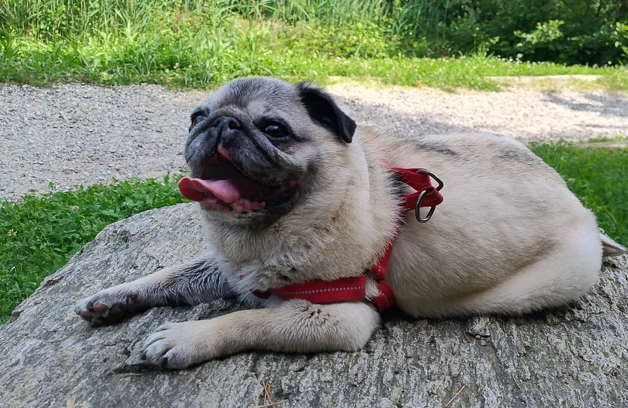 cremazione-cani-varese-DEA