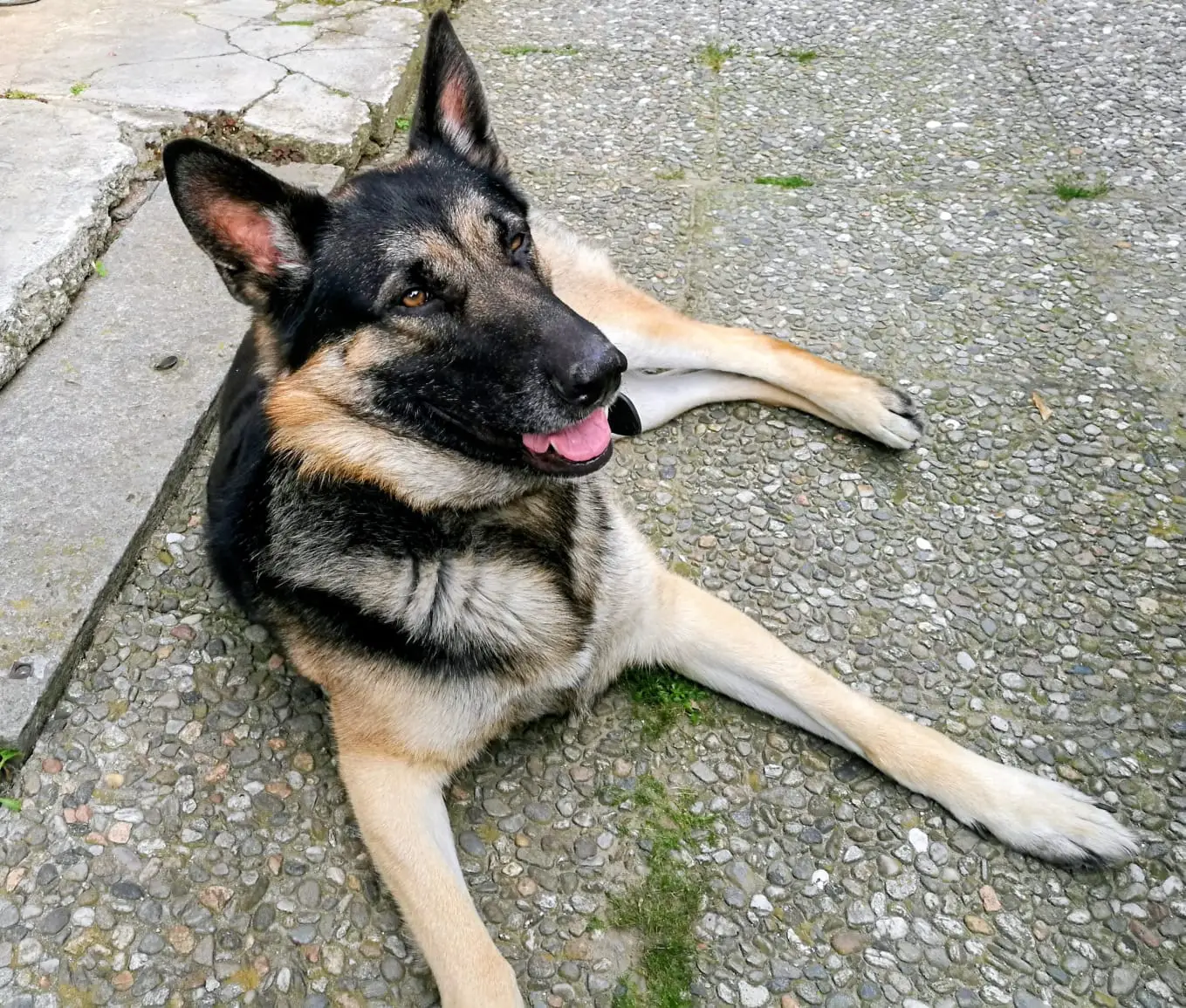 cremazione-cani-varese-MAX