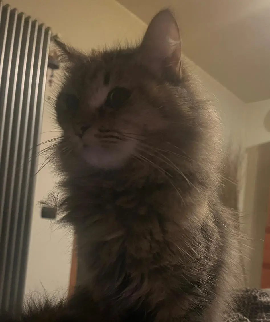 cremazione-gatti-luino-FIAMMA