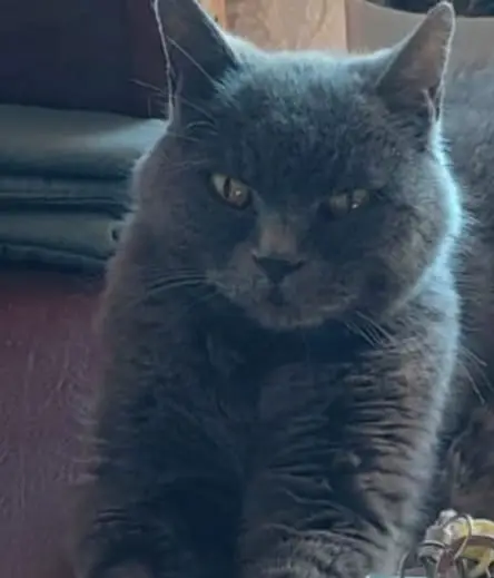 cremazione-gatti-varese-JOHNNY