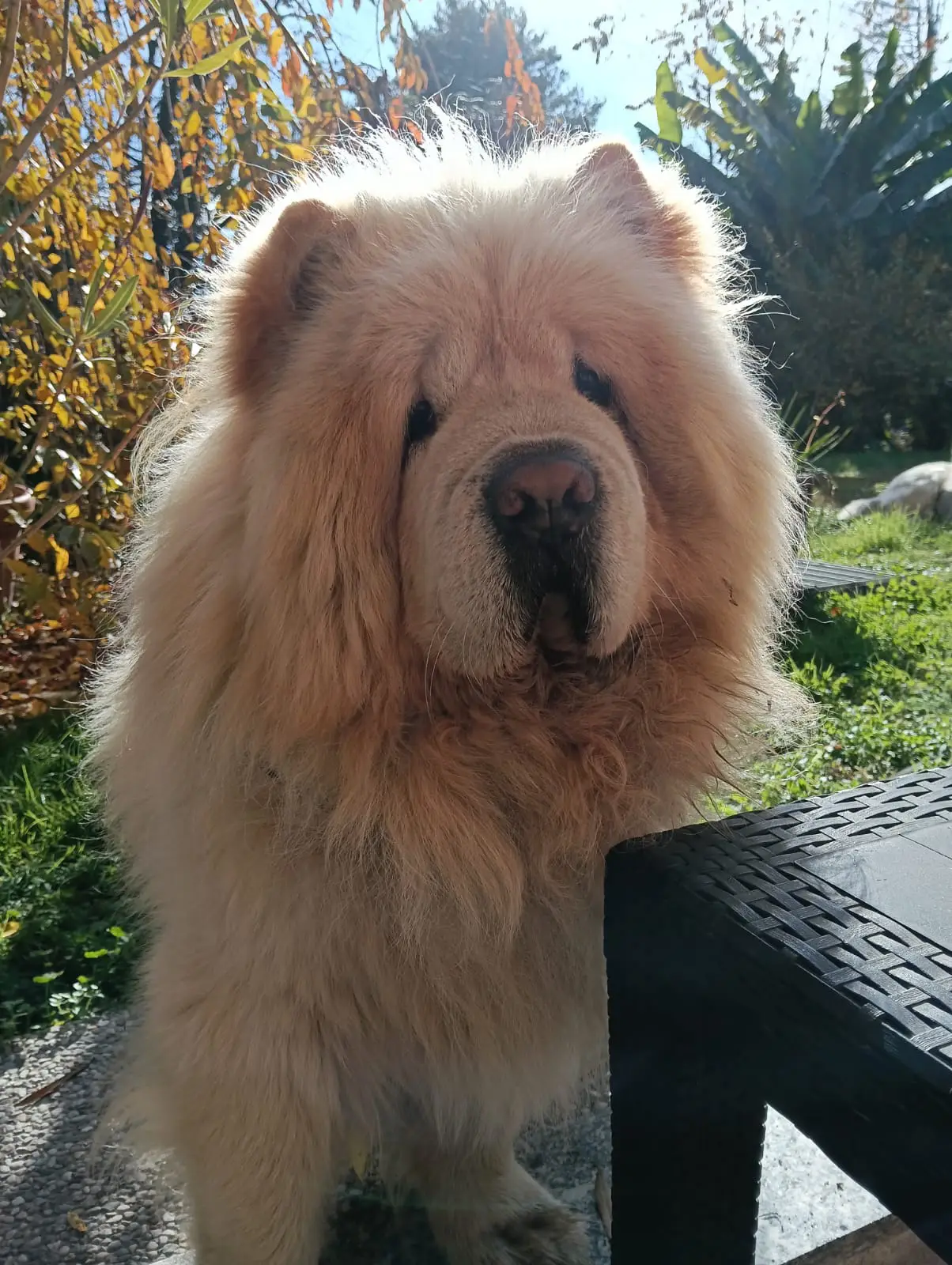 cremazione-animali-varese-CODY