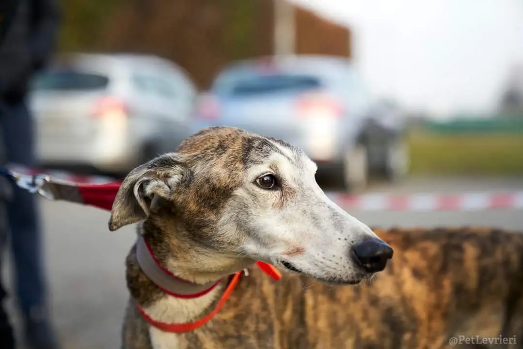 cremazione-animali-varese-DMAS