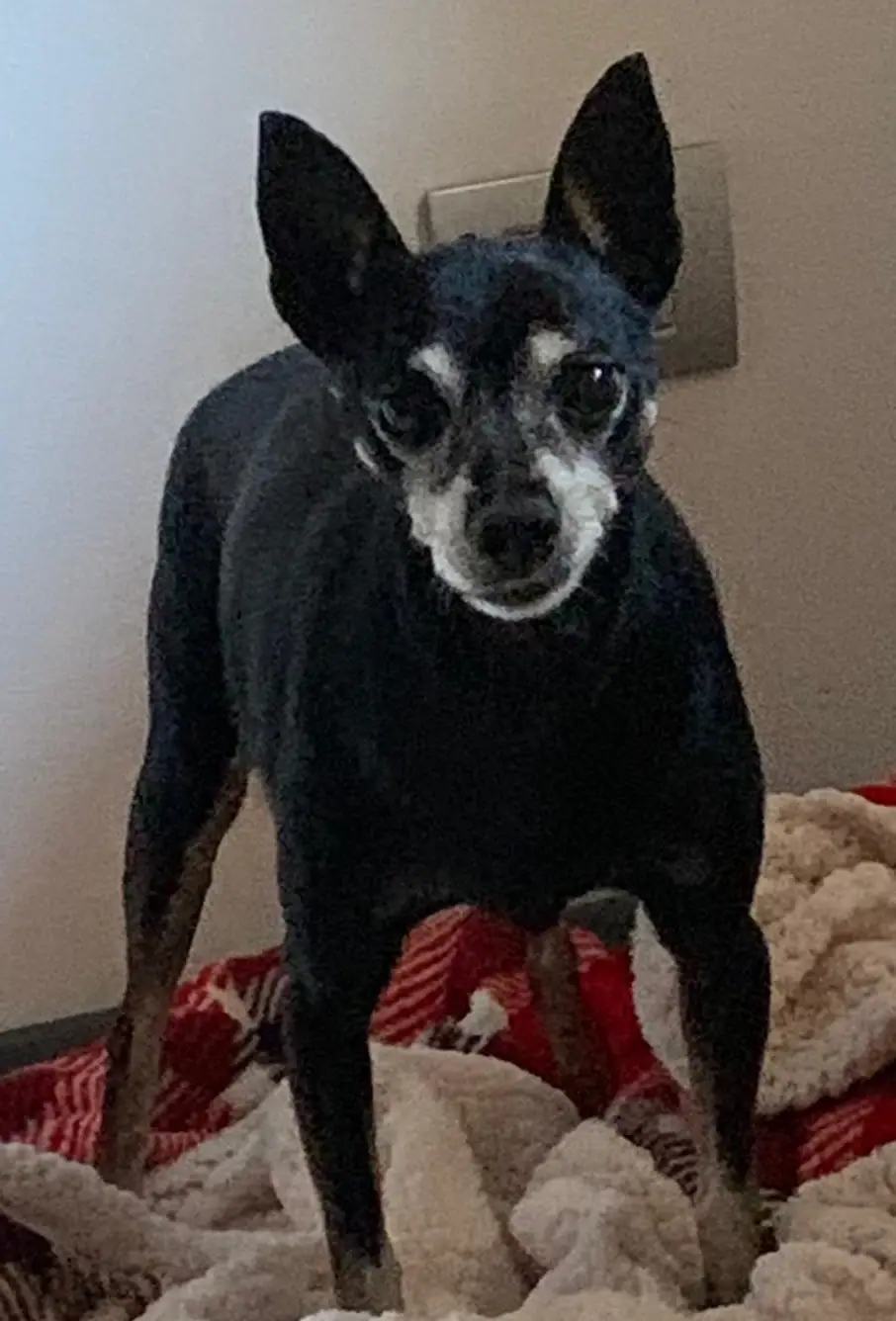 cremazione-cani-varese-OSCAR