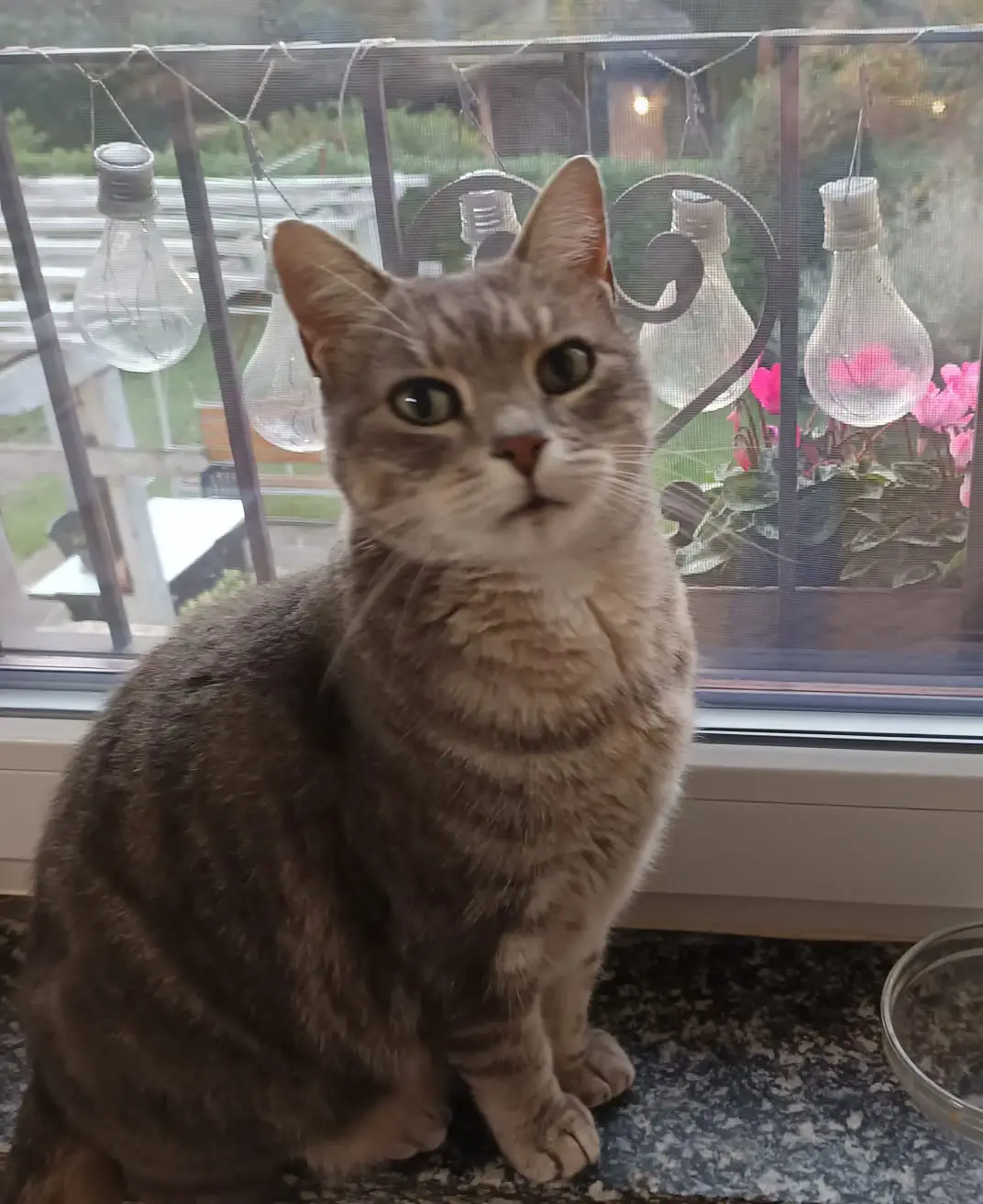 cremazione-gatti-varese-BETTA