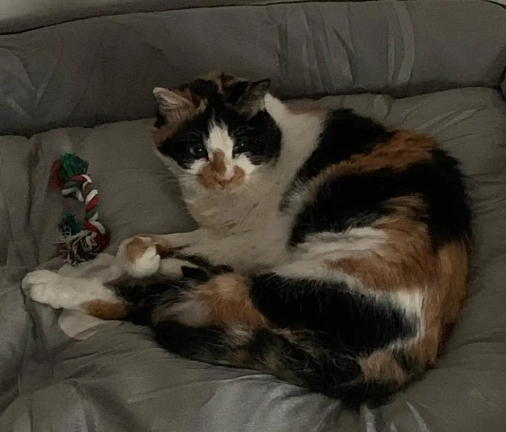 cremazione-gatti-varese-BRICIOLA