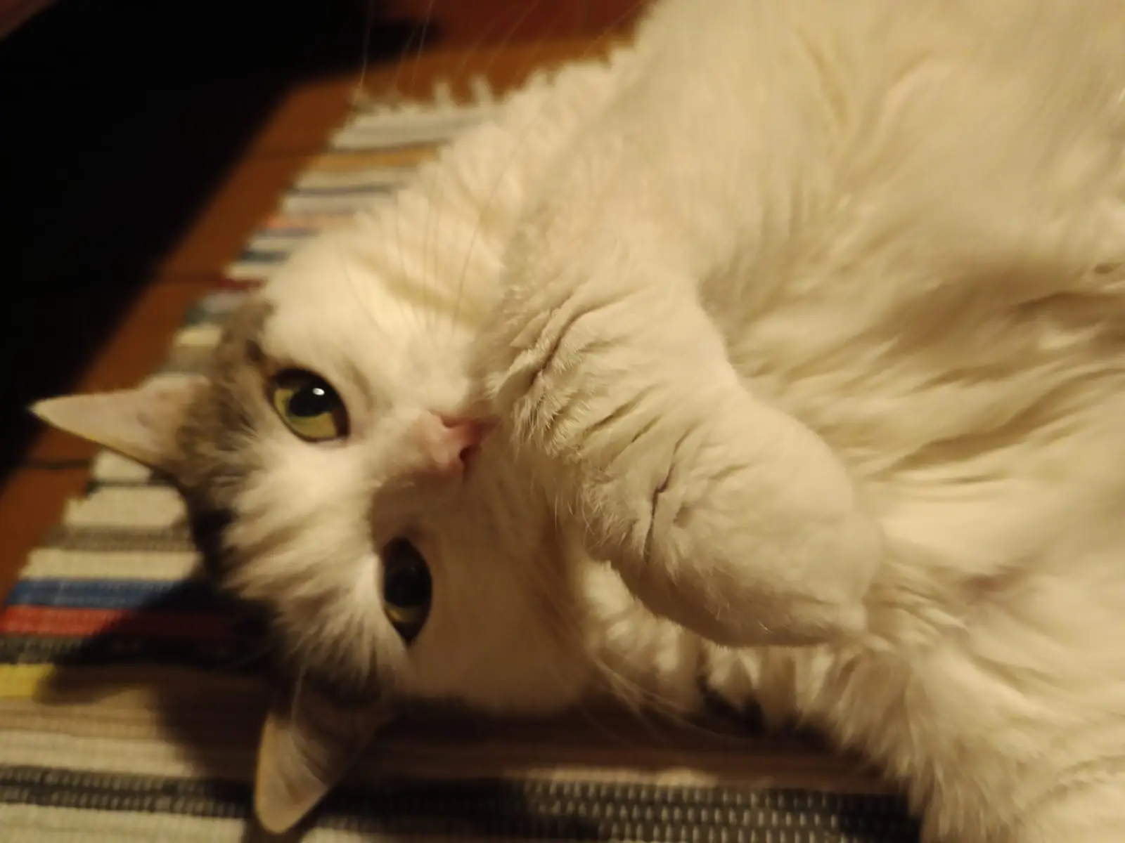 cremazione-gatti-varese-TULA