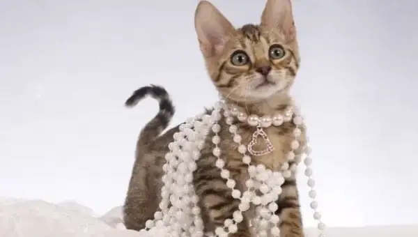 cremazione-animali-varese-luino