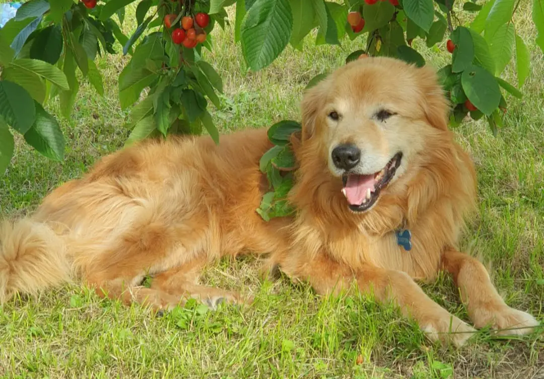 cremazione-cani-varese-CIUFFO