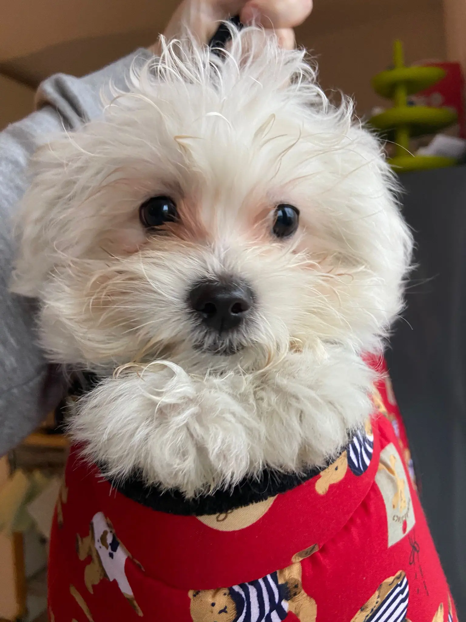 cremazione-cani-varese-Holly