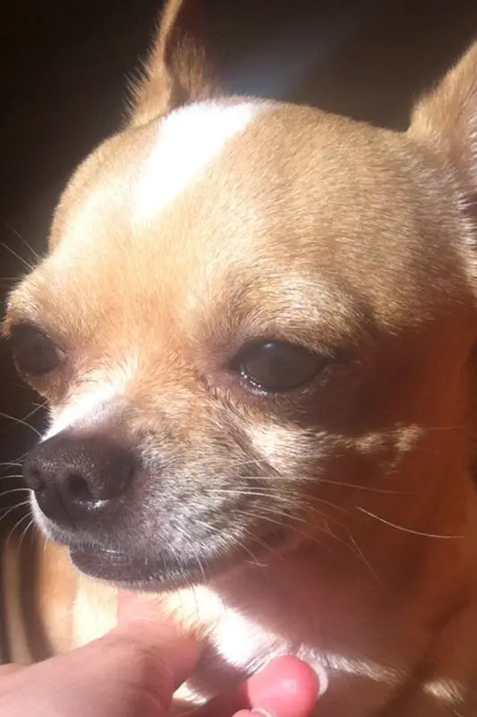 cremazione-cani-varese-KIWI