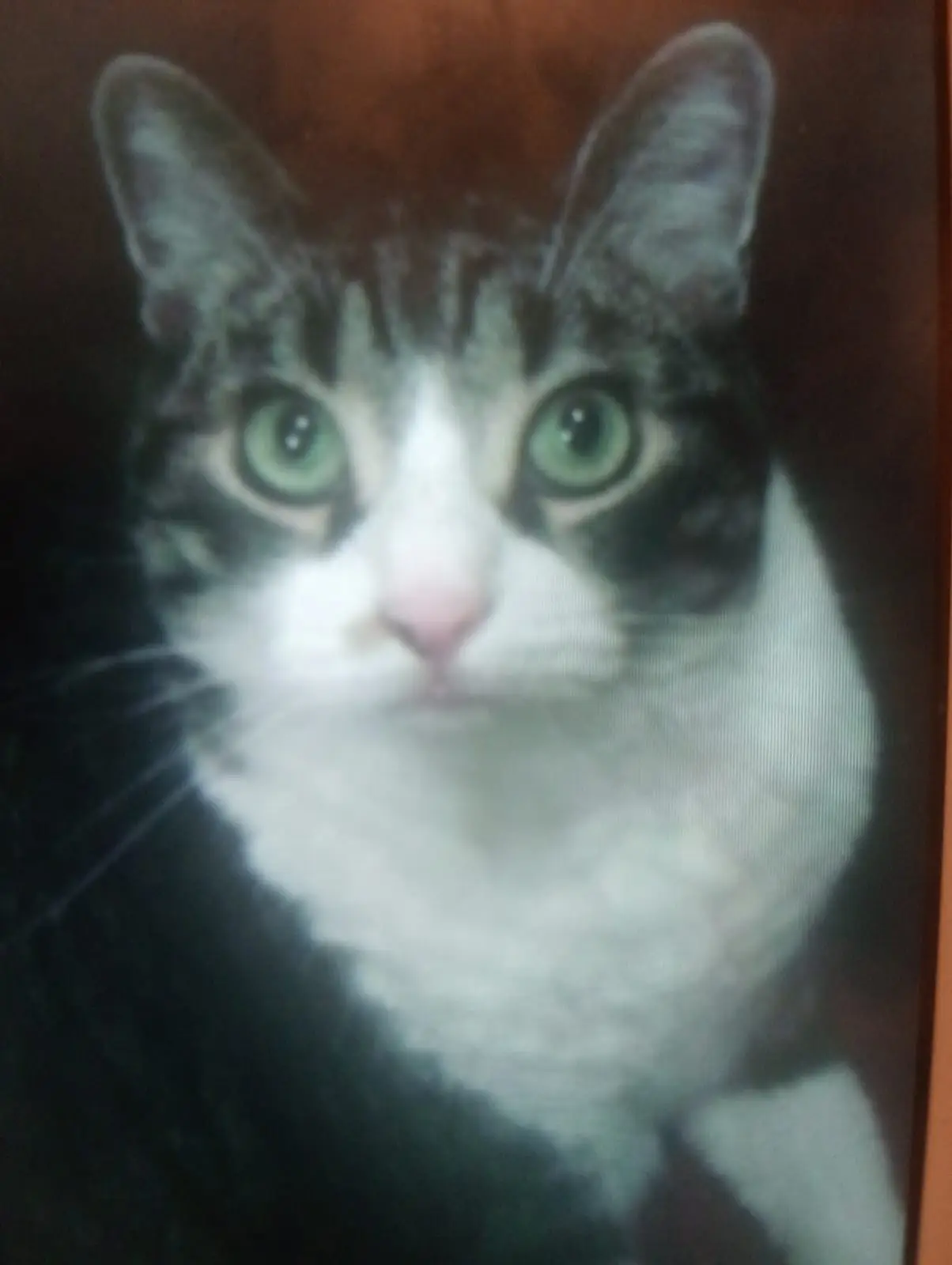 cremazione-gatti-luino-TIGRO