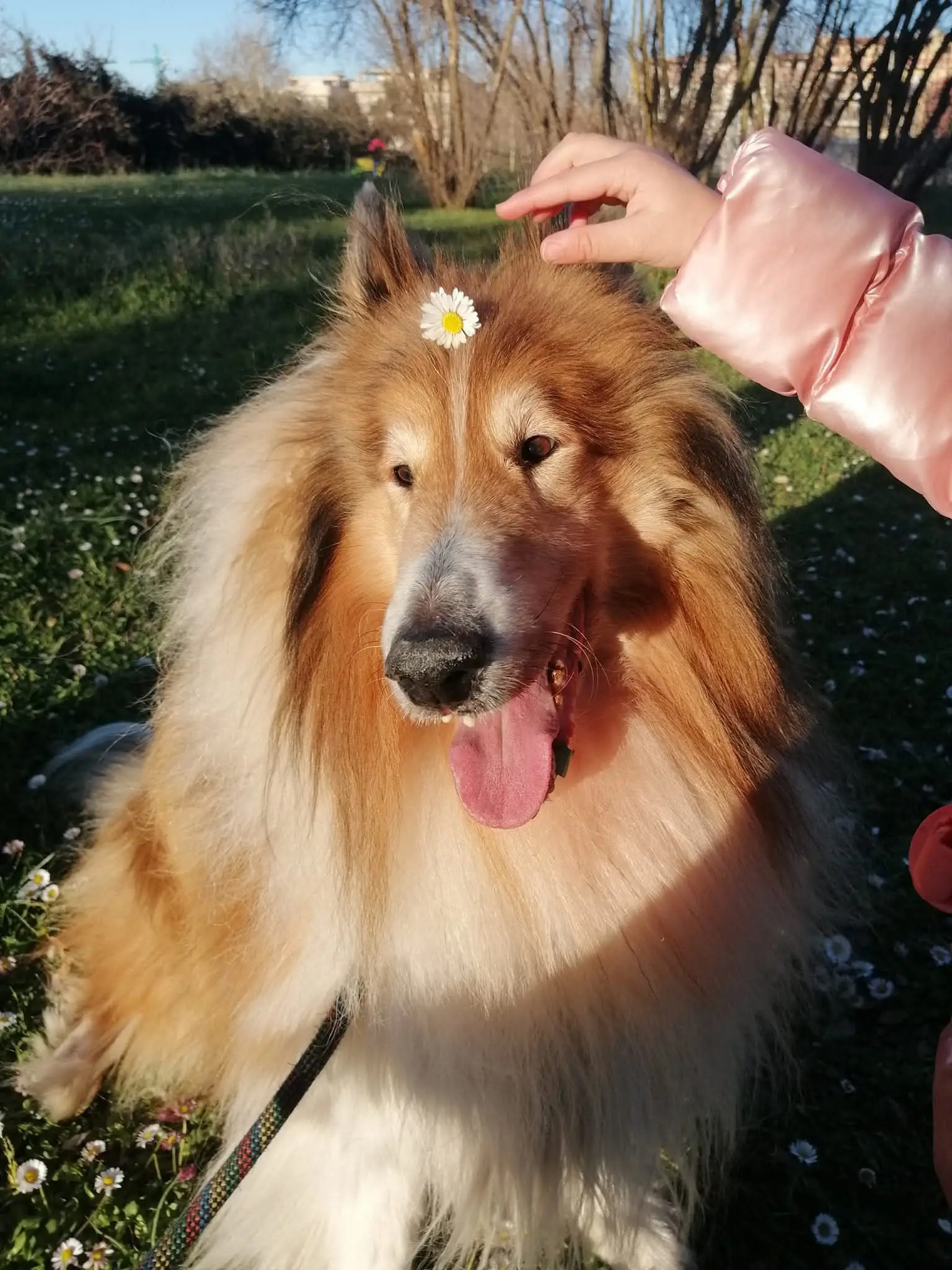 cremazione-cani-varese-VOLTRON