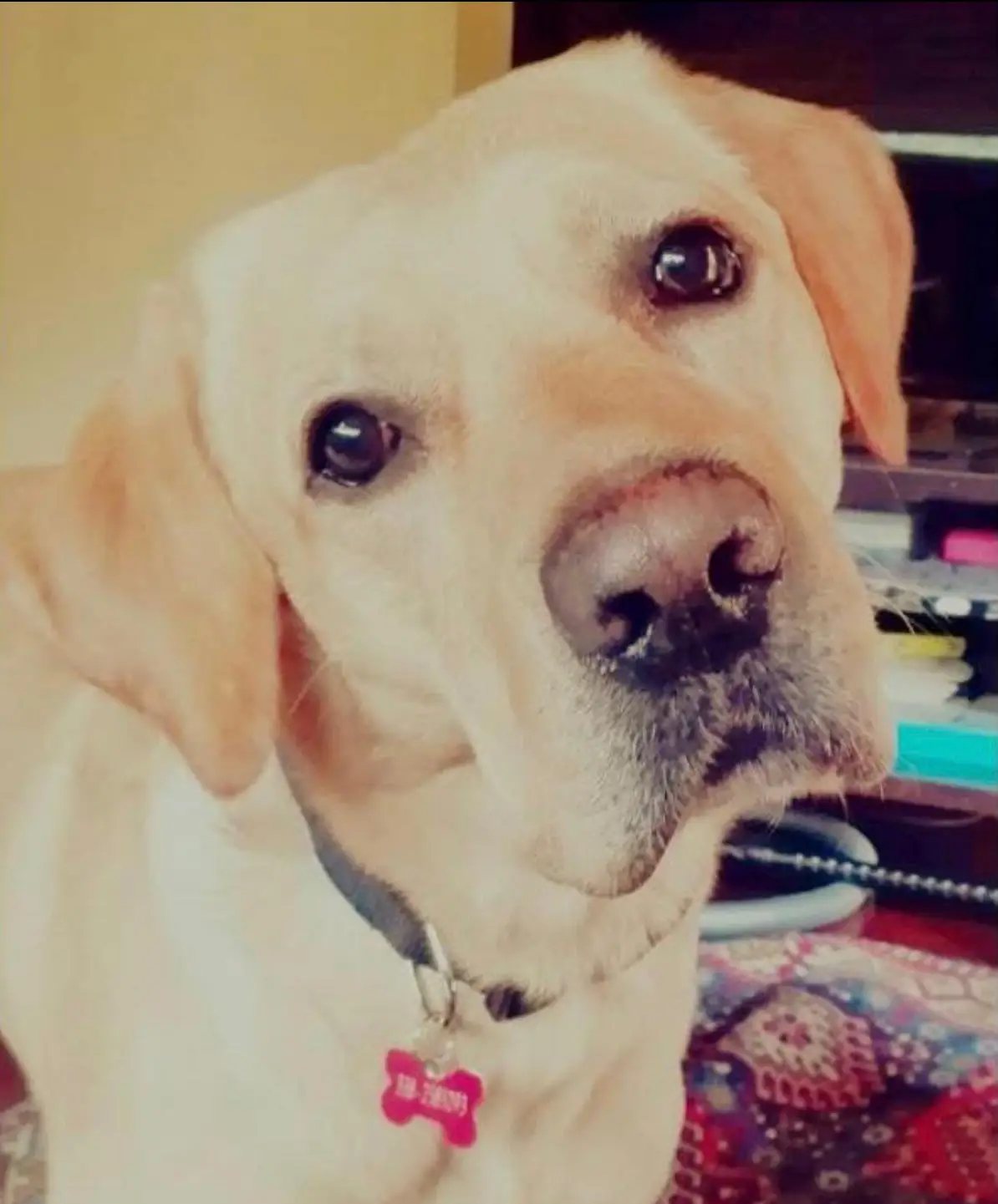 cremazione-cani-varese-MARLEY