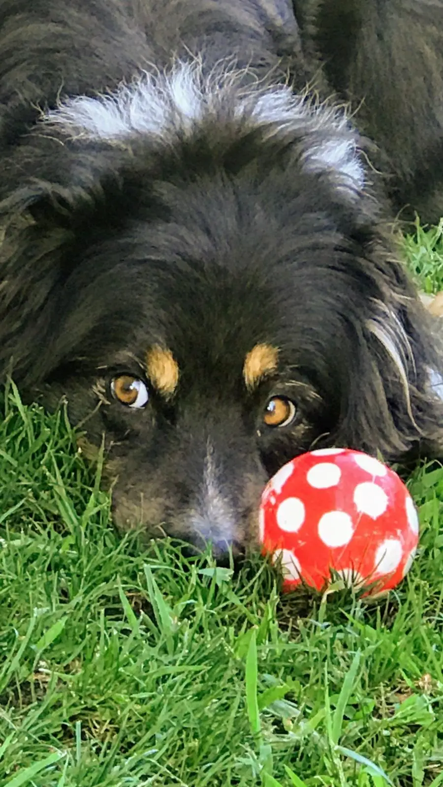 cremazione-cani-luino-ELVIS