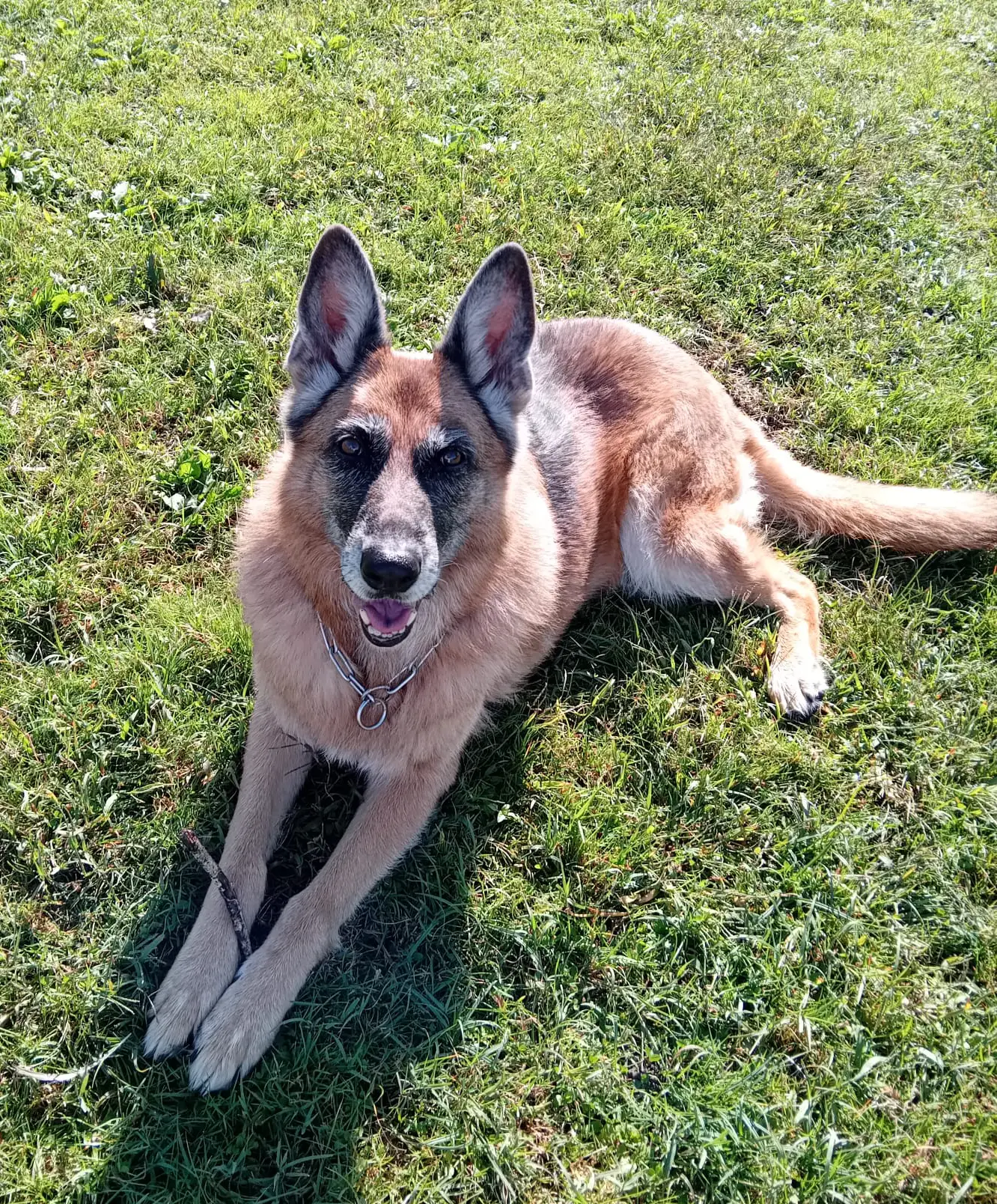 cremazione-cani-luino-JOY