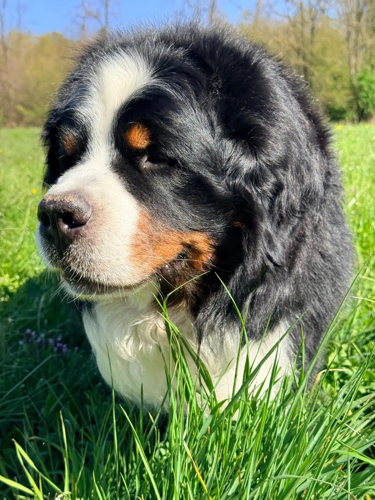 cremazione-cani-luino-MIKU
